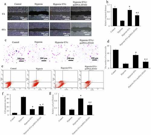 Figure 2. Overexpression of ZFAS1 significantly reversed the influence of EVs on cell migration, invasion, and apoptosis. (a) The influence of EVs and ZFAS1 on cell migration were measured via wound healing; (b) Overexpression of ZFAS1 significantly reversed the influence of EVs on cell migration; (c) The influence of EVs and ZFAS1 on cell invasion were measured via transwell assay; (d) Overexpression of ZFAS1 significantly reversed the influence of EVs on cell invasion; (e) The influence of EVs and ZFAS1 on cell apoptosis were measured via flow cytometry; (f) Overexpression of ZFAS1 significantly reversed the influence of EVs on cell apoptosis; (g) The influence of EVs and ZFAS1 on cell proliferation were measured. * P < 0.05 compared with the group hypoxia. # P < 0.05 compared with the group hypoxia+EVs.