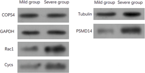 Figure 9 Analysis of the expression of related proteins in different groups. The CYCS, RAC1, PSMD14 and COPS4 levels were analyzed via Western blotting.