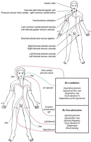 Figure 1. Body preparation and connection diagram with the P4P system.