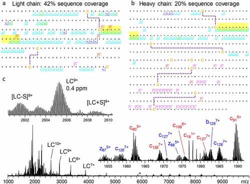 Figure 5. Light chain (a) and glycosylated heavy chain (b) fragmentation maps illustrate sequence coverage produced by the combination of ECD and HCD on Trastuzumab. Disulfide bonds are shown by dashed lines, CDR3 regions are highlighted in yellow. The corresponding fragmentation spectrum (c) for the 25+ charge state of intact Trastuzumab with insets displaying the zoomed in region containing the 9+ charge state of the light chain and various fragment ions. Red and blue fragment ion labels correspond to the light and heavy chain, respectively. Asterisk indicates the mass-selected precursor ion. Figure adapted from Shaw et al.Citation84