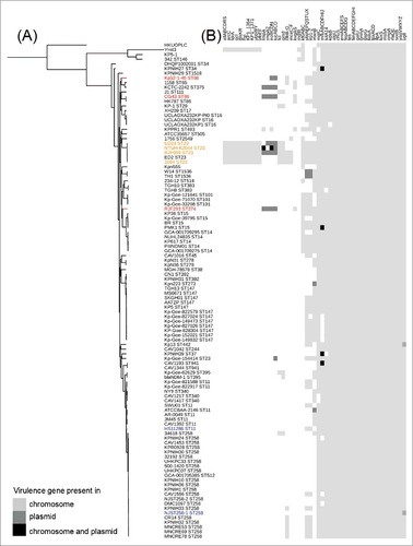 Figure 2. Putative virulence genes (gene clusters) detected among the 106 completely sequenced K. pneumoniae genomes (Supplementary Table S3). (A) A parsimony tree generated from 429,267 SNPs using kSNP3 for the 106 completely sequenced K. pneumoniae chromosomes and displayed by iTOL with midpoint rooting. The hvKP and cKP isolates listed in Supplementary Table S4 are highlighted by color (red or orange, hvKP; blue, cKP). (B) The virulence genes predicted in the RJF293 genome are listed as an example in Supplementary Table S5. The presence of genes in the chromosome and/or plasmid is indicated in different gray scales.
