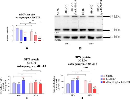 Figure 16 The impact of the nanocomposites alone and in combination with the miR21/124 in condition of MF on the Opn gene (A) and protein expression level (B–D) in MC3T3-E1 cell line. Significant differences are indicated as follows (*p<0,005, **p<0,001, ***p<0,001 and ****p<0.0001) and non-significant are marked as ns. The comparisons between groups are marked with brackets. The black symbols refer to the differences between CTRL and nHAp/IO groups, while red symbols are for nHAp/IO and nHAp/IO@miR-21/124 groups.