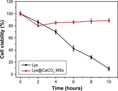 Figure 8 The change in cell viability of osteoblasts according to culture time in Lys (0.8 mM)-treated and Lys@CaCO3 MSs (containing 0.8 mM Lys)-treated groups under stimulation of H2O2 (80 μM) at pH = 5.5.Abbreviations: Lys, L-lysine; MSs, microspheres.