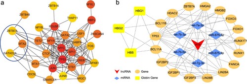 Figure 6. Hub genes of differentially expressed transcription factors and the H19-related lncRNA/miRNA/mRNA network. (a) Hub genes. Red represents a high connection degree and yellow represents a low connection degree. (b) The H19-related network. Red represents lncRNAs, blue represent miRNAs, orange represent genes, and yellow represents globin genes. Dotted lines denote interactions.