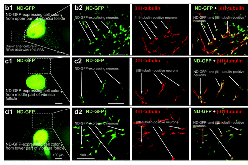 Figure 3. Neurons differentiating from ND-GFP cells in spherical colonies formed from various parts of the whisker follicle. Seven days after switching to RPMI 1640 containing 10% FBS, the ND-GFP-expressing cells differentiated to βIII-tubulin-positive neurons. (b2, c2, d2) are higher magnification of (b1, c1, d1), indicated by the white-dashed box (see Materials and Methods for details).
