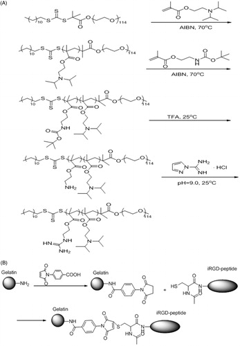 Figure 2. (A) The synthetic scheme of mPEG-PDPA-PG. (B) The synthetic scheme of gelatin-iRGD.