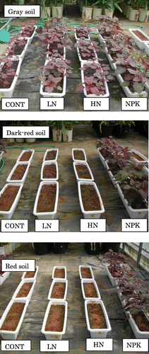 Figure 3. Effects of nitrogen rates and NPK combined fertilizer {CONT (control, 0 g m−2), LN (low nitrogen, 50 g N m−2 or 5 g N planter−1), HN (high nitrogen, 100 g N m−2 or 10 g N planter−1), and NPK (150 g NPK m−2 or 5 g N + 5 g P + 5 g K planter−1)} on growth of 35-day-old amaranth BB line plants grown in gray soil, dark red soil, and red soil.