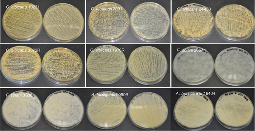Figure S1 Growth of yeast/fungal pathogens on Sabouraud dextrose agar plate.Abbreviations: C. albicans, Candida albicans; F. solani, Fusarium solani; A. brasiliensis, Aspergillus brasiliensis; A. fumigatus, Aspergillus fumigatus.