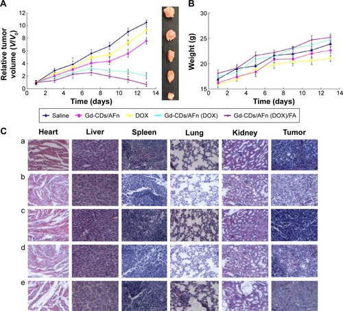 Figure 11 In vivo treatments.Notes: (A) Tumor growth of mice in different treatment groups within 14 days (V0, initial tumor volume, P<0.05). (B) Changes in body weight of mice in different groups during treatment. (C) H&E-stained tumor tissues harvested from the mice with different treatments. (a) Control, (b) Gd-CDs/AFn, (c) DOX, (d) Gd-CDs/AFn (DOX), and (e) Gd-CDs/AFn (DOX)/FA. Magnification: 200×. Data are presented as mean ± standard deviation (n=6).Abbreviations: AFn, apoferritin; DOX, doxorubicin; FA, folic acid; Gd-CDs, gadolinium-carbon dots; H&E, hematoxylin and eosin.