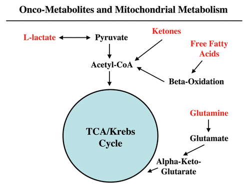 Figure 2 Onco-metabolites derived from the tumor stroma promote anabolic cancer cell growth via the TCA cycle and oxidative mitochondrial metabolism. Note that various stromally derived onco-metabolites (L-lactate, ketones, free fatty acids and glutamine; shown in red) all feed into the TCA/Krebs cycle via either Acetyl-CoA or Alpha-Keto-Glutarate, promoting oxidative mitochondrial metabolism (OXPHOS) in epithelial cancer cells. The end result is highly efficient ATP production in aggressive cancer cells.
