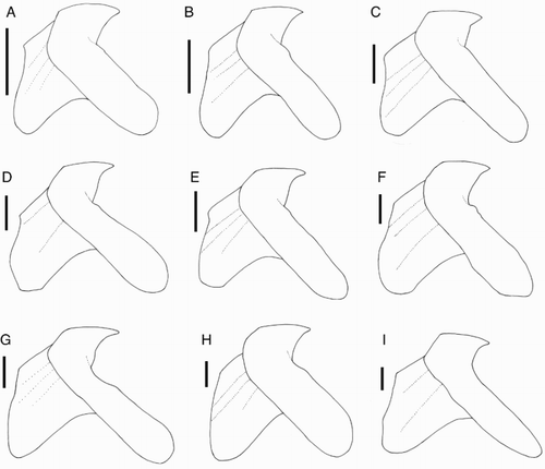 Figure 25 Idioteuthis cordiformis lower beaks, profile view. A, NMNZ M.181333, ♂, ML 181 mm, LRL 6.36 mm; B, NIWA 71652, ♂, ML 248 mm, LRL 8.31 mm; C, NIWA 71655, ♀, ML 320 mm, LRL 11.1 mm; D, NIWA 71666, ♀, ML 380* mm, LRL 16.98 mm; E, NIWA 71653, ♂, ML 428 mm, LRL 13.78 mm; F, NMNZ M.306358, ♂, ML 549 mm, LRL 16.28 mm; G, NIWA 71437, ♂, ML 608 mm, LRL 20.69 mm; H, NMNZ M.118004, ♀, ML 715 mm, LRL 18.99 mm; I, NIWA 84390, ♀, ML 820 mm, LRL 19.28. Scale bars = 10 mm.