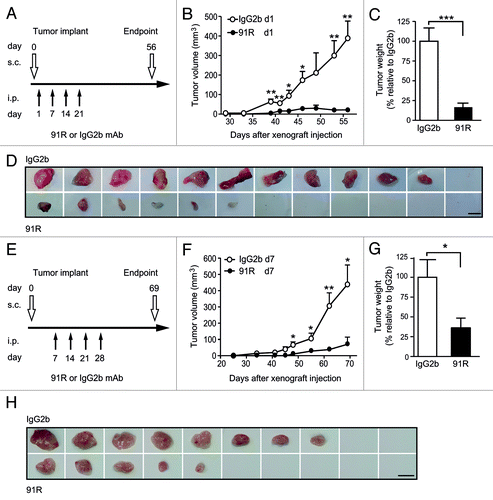 Figure 4. Leukemia xenograft growth is reduced in mice treated with 91R mAb. For xenograft analyses, MOLT-4 cells were inoculated s.c. in Rag2−/− mice on day 0 (d0). Experimental groups received four i.p. doses of 91R or irrelevant IgG2b mAb (first and second, 4 mg/kg; third and fourth, 2 mg/kg). Tumor growth was measured with a caliper every three days. After mice were sacrificed, tumors were removed and weighed. (A) Antibody administration schedule on days 1, 7, 14 and 21 for mice bearing tumor cells injected in each flank. (B) Tumor growth kinetics. Tumor volume was measured at times indicated and calculated as V = [axial diameter length, mm] x [(rotational diameter, mm)2/2] (6 mice/group). (C) Tumor weight (%) relative to IgG2b treatment on d56. Mean ± SEM (n = 6 mice/group). (D) Images of tumors from IgG2b- and 91R-treated mice at the time of sacrifice (day 56). Bar = 1 cm. (E) Antibody administration schedule on days 7, 14, 21, and 28 in mice injected only in one flank. (F) Tumor volume was calculated as in B (10 mice/group). (G) Percentage of tumor weight relative to IgG2b treatment on d69. Results show mean ± SEM (n = 10 mice/group). (H) Images of tumors from IgG2b- and 91R-treated mice at the time of sacrifice (day 69). Bar = 1 cm. *** P < 0.001, ** P < 0.01, * P < 0.05.