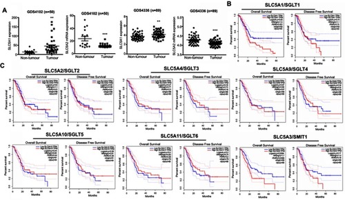 Figure 1 SLC5A1 was over-expressed in human pancreatic cancer and associated with poor prognosis. (A) Comparison of mRNA expressions of SLC5A1 and SLC5A2 between human pancreatic tumor tissues and normal tissue. Increased SLC5A1 and reduced SLC5A2 were observed in pancreatic tumor tissue as compared to normal tissue. (B) Kaplan-Meier plots of overall and disease-free survival in pancreatic cancer patients with low SLC5A1 and high SLC5A1. Patients with high SLC5A1 is associated with reduced overall survival. (C) Kaplan-Meier plots of overall and disease-free survival in pancreatic cancer patients with other SGLTs expression. There is no significant correlation in SGLTs expression with patients’ overall and disease-free survival rate. **P<0.01, ***P<0.0001.