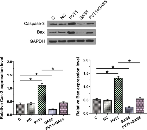 Figure 6. The negative feedback loop formed by PVT1 and GAS5 regulates chondrocyte apoptosis relative protein expression induced by LPS. The roles of PVT1 and GAS5 in regulating Cas-3 and Bax expression induced by LPS (12 ng/ml) were explored by western blot assay. *: p < 0.05.