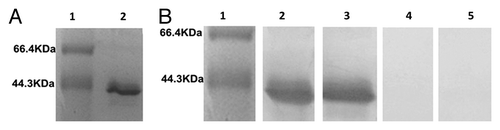 Figure 2. rSap2 recombinant protein and western blot assay. (A) rSap2 protein purified by Ni+ affinity column. Lane1, Marker; Lane2, rSap2. (B) Western blot assay for rSap2 with immunized or non-immunized sera. Lane 1, Marker; Lane 2, Sap2 -immunized mice serum; lane 3, hybrid phage immunized mice sreum; lane 4, WT phage immunized mice sreum; Lane 5, non-immunized mice serum.