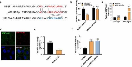 Figure 4. NR2F1-AS1 targeted miR-145-5p.