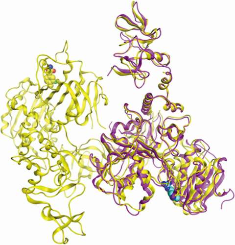 Figure 1. Superimposition of the atomic structure of SARS-CoV-2 helicase (yellow; PDB_ID:5RL9) and atomic structure of MERS-CoV helicase (magenta; PDB_ID:5WWP). Nucleotide binding site of both structures was identified by residue R443 (blue) of MERS-CoV helicase