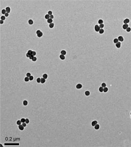 Figure 1 The characterization of SiNPs.Notes: TEM image shows SiNPs have a near-spherical shape and good monodispersity, with an average diameter of 57.66 nm.Abbreviations: SiNPs, silica nanoparticles; TEM, transmission electron microscopy.