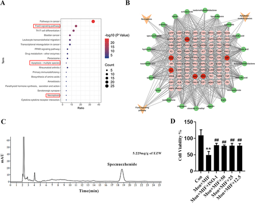 Figure 5 Network pharmacology analysis demonstrated that specnuezhenide inhibited oxidative damage in vitiligo. (A) The KEGG pathway analysis was shown. The key pathways were circled by red rectangles. (B) The active ingredients-targets-signaling pathways network was shown. Green circles represented the main ingredients of Erzhiwan. The pink or red circles represented the targets. Orange arrows represented the predicted signaling pathways. (C) HPLC analysis of Erzhiwan was carried out with a wavelength of 224 nm. The peak was specnuezhenide. (D) HaCaT cells were treated with monobenzone and MIF. Cell viability was determined using a MTT assay (n=6). Data are expressed as mean ± SD, and compared with Con group at **p < 0.01, and compared with Mon+MIF group at ##p < 0.01.