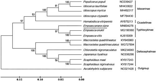 Figure 1. Phylogenetic tree showing the relationship between E. sipra and 13 other leafhoppers in inner group based on neighbour-joining method. Ascalohybris subjacens was used as an outgroup. GenBank accession numbers of each species were listed in the tree.