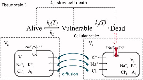 Figure 1. Schematic diagram of model of cell oedema post-ablation.