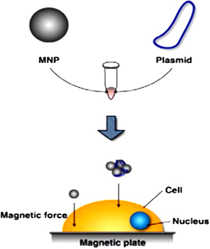 Figure 4. MNP gene delivery system (Magnetofection). Plasmids are bound to MNPs, which are then moved from the media to the cell surface by applying a magnetic force (CitationSadat et al. 2014).