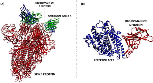 Figure 2. The structure of SARS-CoV-2 Spike protein with neutralizing antibody (A) and the structure of the complex between Receptor ACE2 and RBD domain (B). Images were generated using Yasara View [Citation4].