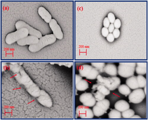 Figure 11. SEM images of E. coli: (a) grown in NB medium and (b) grown in the presence of the nanocomposite SEM images of S. aureus: (c) grown in NB medium and (d) grown in the presence of the nanocomposite.