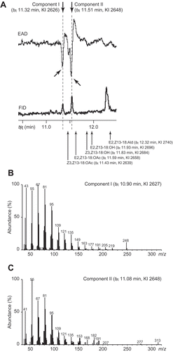 Figure 1. A GC-EAD analysis (DB-23 capillary column) of a crude pheromone extract from N. feralis females (0.5 FE) with a flame ionization detector (FID) and an electroantennographic detector (EAD). Male antennae responded to two components (component I: tR 11.32 min, KI 2626; II: tR 11.51 min, KI 2648), and did not responded to five synthetic compounds which were recorded as sex pheromone components of other Sesiidae species [Citation4]. B Mass spectrum of component I (tR 10.90 min, KI 2627) by GC/MS analysis (DB-23 capillary column) of a crude pheromone extract from N. feralis females (2 FE). C Mass spectrum of component II (tR 11.08 min, KI 2648).