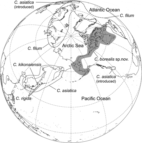 Fig. 1. Conjectured geographic distribution of Chorda asiatica, C. borealis sp. nov., C. filum, C. kikonaiensis and C. rigida.