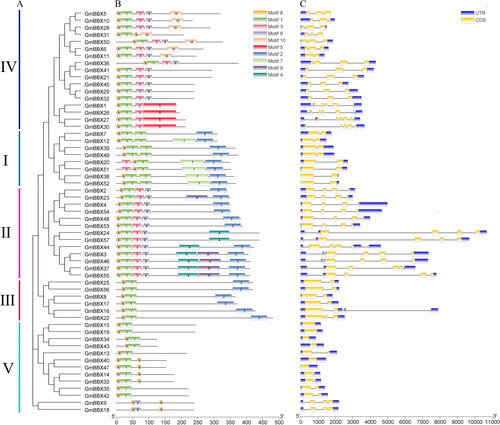 Figure 2. GmBBX gene structures and conserved protein motifs. Analysis of phylogenetic relationships of soybean BBX genes (A). Gene structure of GmBBX (B). Conserved motif analysis of GmBBX genes (C). Tbtools [Citation49] was used for visualization.