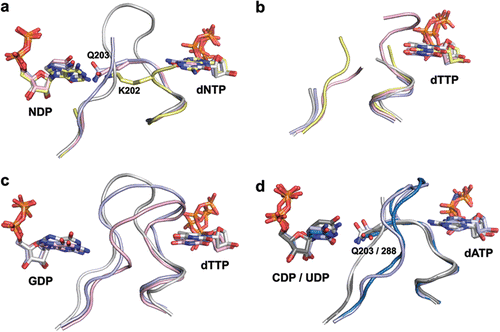 Figure 4.  Structural basis for allosteric substrate specificity regulation. (a) The effect of different substrate-effector pairs on loop 2 structure in the T. maritima class II enzyme. Nucleotide carbon atoms and loop 2 are coloured grey for the dTTP/GDP complex, yellow for dGTP/ADP, pink for dATP/CDP and light blue for dATP/UDP. The missing parts of loop 2 in the pink, blue and yellow structures were not visible in the crystal structures and represent unstructured elements. Note in particular the fully ordered loop 2 in dTTP/GDP and the projection towards the substrate of two different hydrogen-bonding residues, K202 and Q203, in dTTP/GDP and dATP/CDP(UDP), respectively. (b–c) Generality across species and RNR classes of the cooperative effect in the binding of dTTP and GDP. The complexes from T. maritima class II RNR are coloured grey, S. cerevisiae class Ia in pink, human in light blue and S. typhimurium class Ib in yellow (note that there is no dTTP/GDP complex available for S. typhimurium). In the absence of substrate, dTTP is unable to structure loop 2 (b) but in its presence (c), loop 2 becomes ordered and forms a cradle around the guanine base of GDP. Only main chain atoms and water molecules are involved in substrate base recognition. (d) Common features of specificity regulation also extend to the dATP/CDP and dATP/UDP complexes shown in light and dark grey, respectively, for T. maritima, and light and dark blue respectively for S. cerevisiae. Note that a glutamine residue (Q203 in T. maritima, Q288 in S. cerevisiae) from the effector-proximal side of loop 2 is always projected towards the substrate.