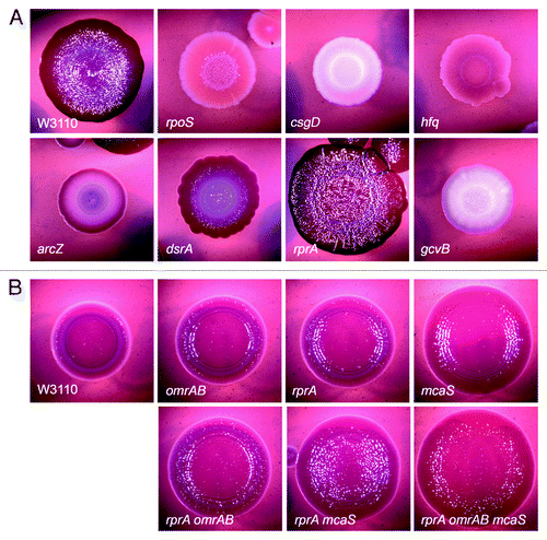 Figure 5. sRNA-knockout mutations affect macrocolony morphology of E. coli K-12. (A) Derivatives of strain W3110 with mutations in rpoS, csgD, hfq, and in sRNA genes affecting RpoS and/or CsgD expression were grown for 5 d at 28 °C on Congo Red agar plates,Citation8 which were supplemented with 5 g/l NaCl to mildly reduce colony structure (compare with Fig. 1C), which allows to detect not only inactivating but also activating effects of mutations. (B) Derivatives of strain W3110 harboring mutations of the indicated sRNAs that negatively affect CsgD expression were grown as in (A), but for 2 d only.