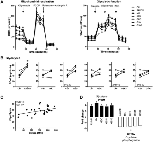 Figure 4. AKT-inhibition is associated with increased glycolysis. CD8+ TN cells were stimulated with allo-mDCs in presence of DMSO (Ctrl) or AktiVIII (12 µM), MK (5 µM), GDC (10 µM), GSK1 (2.5 µM) or GSK2 (10 µM) and (A-C) challenged in different metabolic assays or (D) followed by gene analysis. (A) Mitochondrial respiration and glycolytic function of one representative out of 4 donors, n = 4–6. (B) Glycolysis in 4 independent donor, different symbols depict different donors. (C) Association between glycolysis and CD62L expression (Median Fluorescence Intensity, MFI). Data of all Ctrl and AKT-inhibited conditions included. (D) Fold change of PFKM and CPT1A expression compared to Ctrl cells. Statistical analysis was performed using (B) a two-tailed paired t-tests or (C) linear regression with 95% confidence interval, Median Fluorescence Intensity (MFI), ǂp < 0.001, #p < 0.01, *p < 0.05.