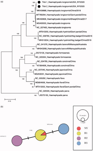 Figure 1. Phylogenetic analysis of the complete mt-genome Haemaphysalis longicornis of this study. (a) Maximum-likelihood phylogeny of complete H. longicornis mt-genomes. The percentages of the bootstrap test in 1000 replicates were shown above the branches. The H. longicornis mt-genome sequenced this study are indicated with black circles. Scale bar indicates nucleotide substitutions per site. (b) Minimum spanning network of H. longicornis cox1 haplotypes identified in the United States. Eight H. longicornis cox1 sequences per haplotype occurring in the United States (H1, H2, and H3) and the H. longicornis cox1 sequence of this study are included in the analysis.