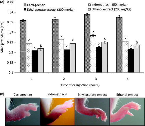 Figure 3. (A) Effect of ethyl acetate and ethanol extracts from D. simplex flowers, and indomethacin as positive control administered intraperitoneally on carrageenan-induced paw oedema in mice. Each point represents the mean of five animals and different letters above the bars indicate significant differences when compared with the negative control group: c (p < 0.001). (B) Photographs of paw oedema in mice at 4 h after injection of different treatments.