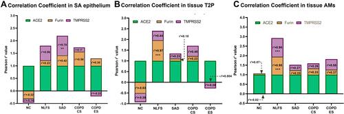 Figure 6 Correlation coefficient analysis for ACE2, Furin and TMPRSS2 in small airway epithelium, type 2 pneumocytes (T2P) and alveolar macrophages (AMs). Pearson r’ correlation analysis was performed to estimate the degree of co-expression of ACE2, Furin and TMPRSS2 in NLFS, SAD, COPD-CS and COPD-ES compared to NC in (A) small airway epithelium, (B) type 2 pneumocytes, and (C) alveolar macrophages. Significance is indicated as **p< 0.01 and ***p<0.001.