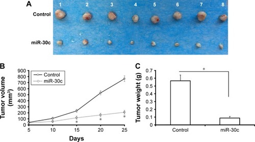 Figure 6 microRNA (miR)-30c inhibits the in vivo growth of Caki-1 cells in nude mice model.