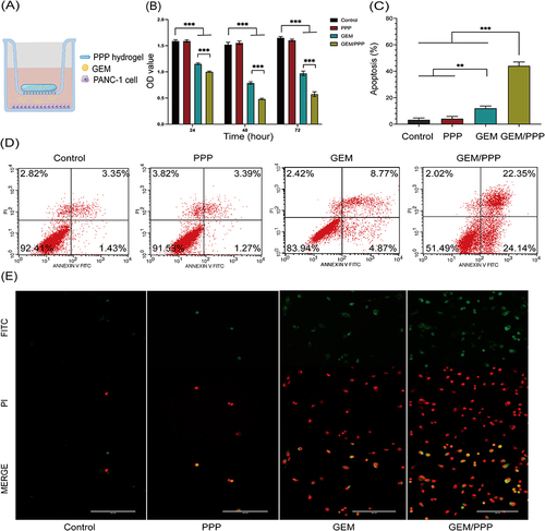 Figure 4 Cell viability and apoptosis of PANC-1 cells in vitro. (A) Schematic illustration of the Transwell co-culture system used to create a drug depot. (B) Cell viability of PANC-I cells incubated in the Transwell co-culture system was evaluated at 24, 48, and 72 hours. (C) Cell apoptosis of PANC-I cells incubated in the Transwell co-culture system was evaluated at 48 hours. (D) Cell apoptosis analysis measured by flow cytometry (stained by Annexin V-FITC/PI). (E) Representative fluorescent morphology images of the apoptotic PANC-1 cells were obtained after 48 hours of co-cultivation. Double-stained cells represent apoptotic cells. Scale bar is 200 μm. All data were obtained through three independent repeated experiments and presented as the mean ± SD. A significant difference was observed in the LSD post-hoc test. ***P < 0.001, **P < 0.01.