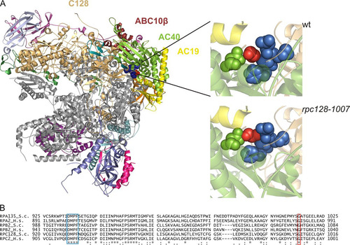 FIG 1 Localization of Gly1007 in the C128 subunit sequence and Pol III structure. (A) The C128 protein structure was modeled based on the respective RNA Pol I subunit A135. In the available 2.8-Å structure of RNA Pol I (PDB ID 4C2M), subunit A135 was replaced by the model of C128. The localization of selected subunits in the complex and position of Gly1007 of C128 are shown. This glycine (marked in red) is located in the C128 structure close to another conserved motif, DMPF (marked in blue), as revealed by magnification of the respective fragment of the polymerase structure in the wild-type (wt) (Gly1007 marked in red) and mutant (rpc128-1007) (Ala1007 marked in red) strains. The structure model was produced using the PyMOL program. (B) the DMPF motif (aa 929 to 932) and glycine 1007 in the C128 subunit of Pol III in S. cerevisiae (RPC128_S.c) are conserved in sequences of the second-largest subunits of yeast Pol I (RPA135_S.c) and Pol II (RPB2_S.c.), as well as in their human homologues (RPC2_H.s, RPA2_H.s, and RPB2_H.s, respectively).