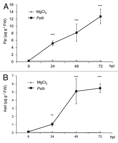Figure 2. Time course of (A) pipecolic acid (Pip) and (B) α-aminoadipic acid (Aad) accumulation in tobacco leaves inoculated with compatible Pstb at indicated times after inoculation. Dark squares: Pstb-inoculated leaves; light diamonds: mock-treated leaves. Values represent the mean ± SD of 3 replicate samples. Asterisks denote statistically significant differences between Pstb- and mock-samples (***: p < 0.001; **: p < 0.01; 2-tailed t-test).