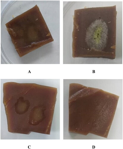 Figure 2. Growth of the A. niger and A. flavus and incubated on the surface of Dodol incubated at 25 ± 2 °C; (A) traditional Dodol day 1, (B) traditional Dodol day 7, (C) modified Dodol day 1, and (D) modified Dodol day 7.