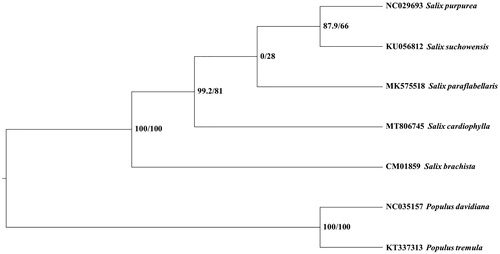 Figure 1. ML phylogenetic tree of S. cardiophylla and six Salicaceae species based on CDS shared by all these seven mitochondrial complete genome, branch supports values were reported as SH-aLRT/UFBoot.