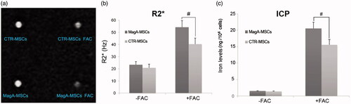 Figure 3. In vitro MRI analysis of MagA-MSCs and CTR-MSCs. (a) MR image of MSCs. (b) R2* value of MagA-MSCs in the presence of iron supplement was higher compared with those of CTR-MSCs. (c) The iron concentration of MagA-MSCs in the presence of iron supplement was greater than those of CTR-MSCs. Date are the mean ± SEM (#p < .01, n = 5).