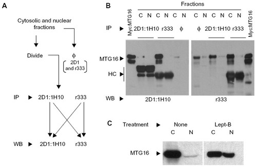 Figure 8 Confirming myeloid translocation gene (MTG) 16 subcellular distribution between cytoplasm and nucleus.