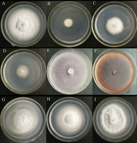 Fig. 5 Colony morphology of the WT strain, HS2 (a), and partial transformants (b–i). B to I represent transformant strains HS2-100, HS2-908, HS2-1017, HS2-511, HS2-527, HS2-532, HS2-711 and HS2-1015, respectively