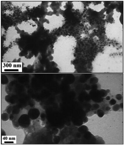 Figure 3. TEM images of the Ag NPs/A. vera gel.