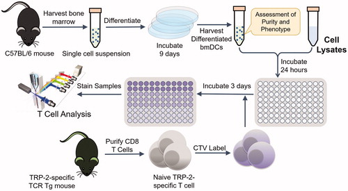 Figure 2 Experimental workflow of the in vitro T cell assay. Antigen-presenting cells were harvested and differentiated from C57BL/6 mice and then incubated with cell lysates after Cryo, Heat and IRE treatments. CTV labeled naïve T cells that are reactive to TRP-2 (a B16 antigen) were added to the assay and their phenotype and growth (proliferation) were quantified by flow cytometry. TCR Tg, T-cell receptor transgenic.
