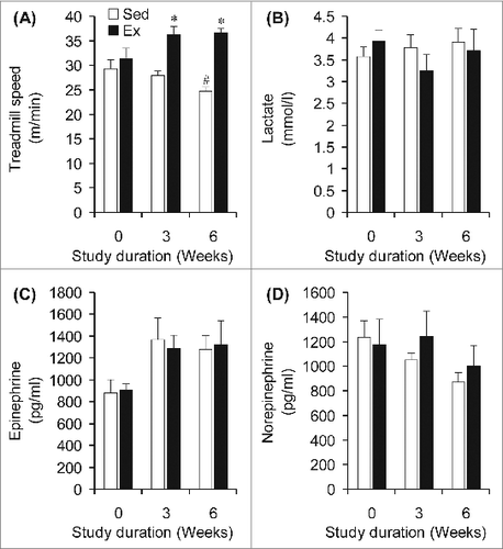 Figure 2. Endurance-trained (Ex) rats run faster than sedentary (Sed) conterparts (A) to achieve similar levels of lactate (B), epinephrine (C), and norepinephrine (D). *P <0.05 vs. Sed animals at weeks 3 and 6.#P < 0.05 vs. Sed and Ex at week 0. Two-way ANOVA, n = 8.