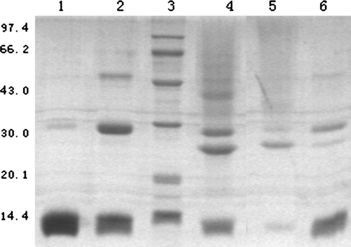 Figure 7.  SDS-polyacrylamide gel electrophoresis of Pegylated-Hb with PEG5kDa. The gel concentration is 13.5% and was stained by silver. Lane 1, natural hemoglobin; Lane 2, the result of intramolecularly cross-linked hemoglobin; Lane 3, standard protein markers; Lane 4, the result of modified-Hb by liquid phase; Lane 5, the result of the first elution peak by solid phase; Lane 6, the result of elution peak by solid phase.